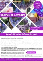 CAMPOS DE LAVANDA DA BRIHUEGA - Image 12
