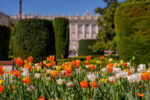 TULIPAS DE MADRID - Image 2