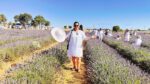 CAMPOS DE LAVANDA DA BRIHUEGA - Image 7