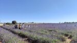 CAMPOS DE LAVANDA DA BRIHUEGA - Image 9
