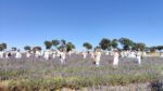 CAMPOS DE LAVANDA DA BRIHUEGA - Image 3
