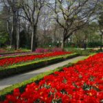 TULIPAS DE MADRID - Image 10